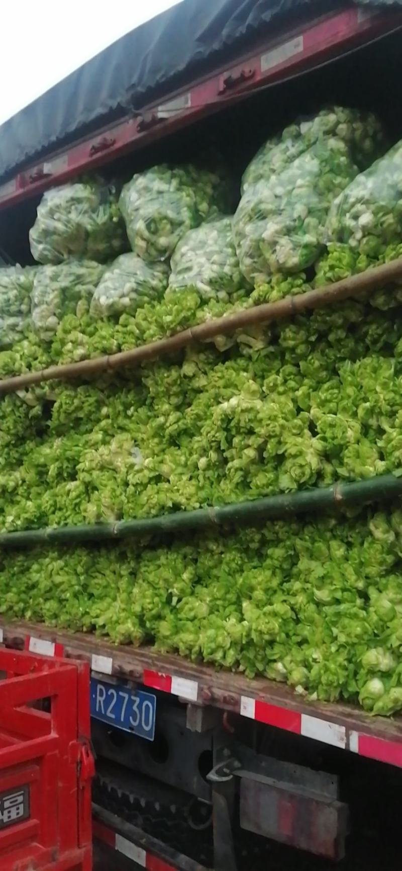 儿菜，还有最后60亩，需要的下单，货好，价格美丽