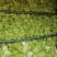 儿菜，还有最后60亩，需要的下单，货好，价格美丽
