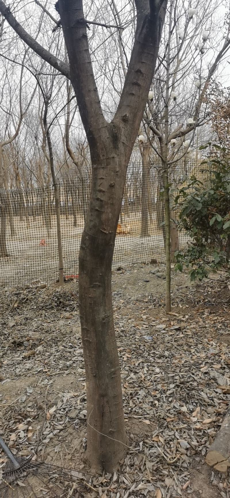 自家的朴树