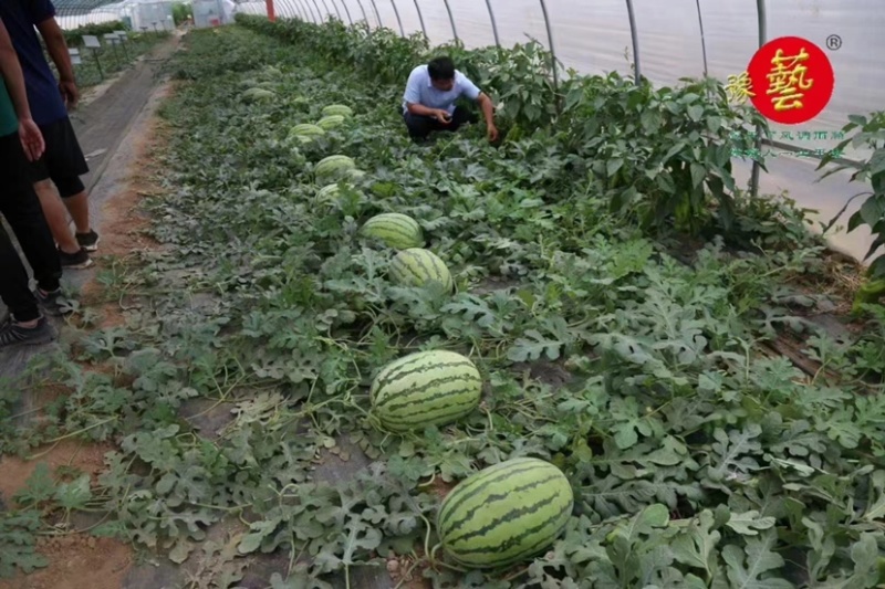 华之秀916西瓜种子大果硒砂瓜双红瓤高产抗病