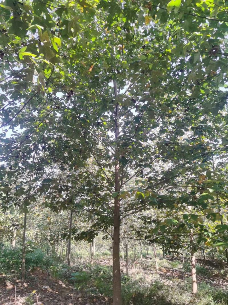 南京马褂木/基地8公分10公分14公分17公分马褂木价格