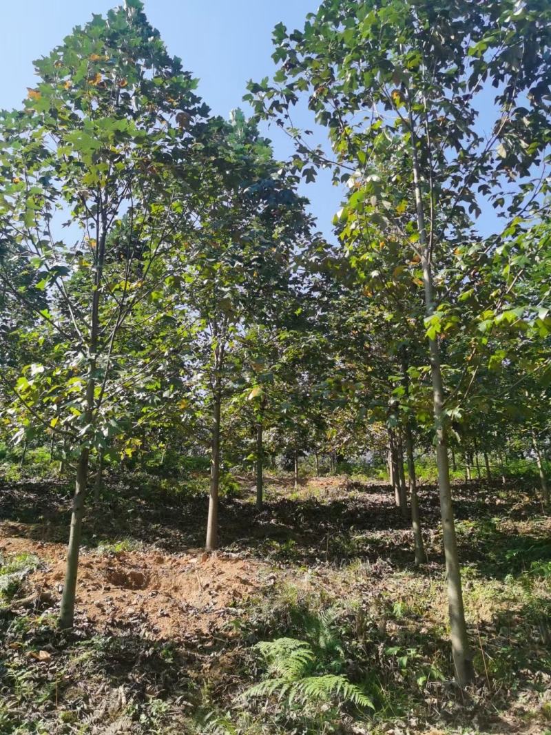 南京马褂木/基地8公分10公分14公分17公分马褂木价格