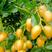 广西黑黄皮果苗，黑金刚，果形好，甜度高，经济效益高。