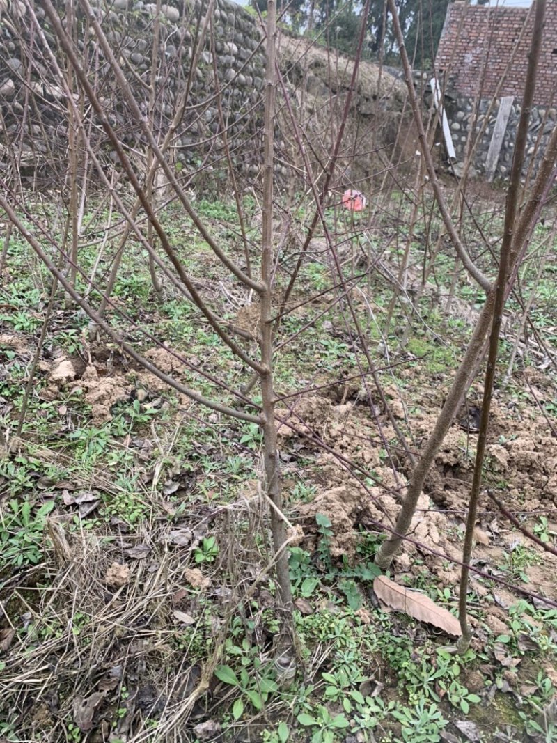 红梅苗品种质量保证嫁接苗
