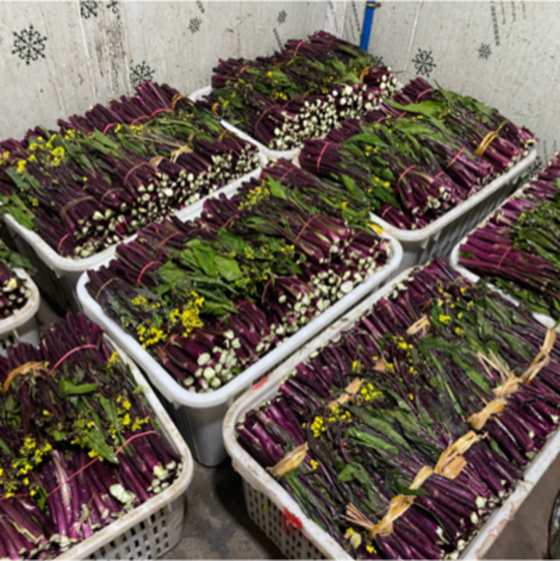 四川精品红油菜苔大量上市