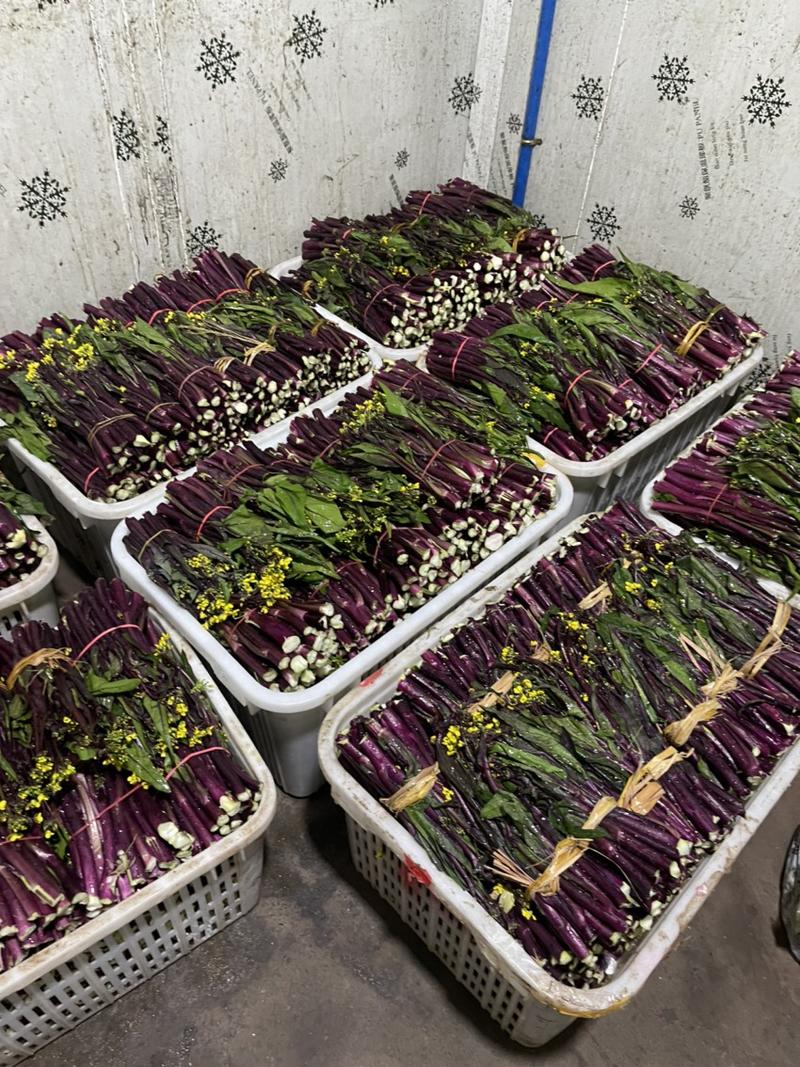 四川精品红油菜苔大量上市