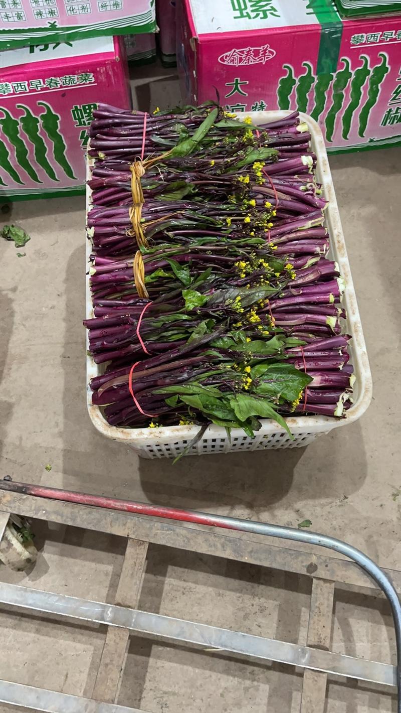 四川精品红油菜苔大量上市