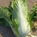 定州精品白菜北京三号白菜，大量上市欢迎收购