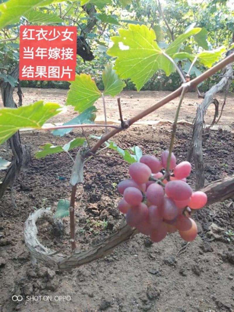 红衣少女葡萄苗（特早熟，大粒，脆甜，高产）苗纯苗好
