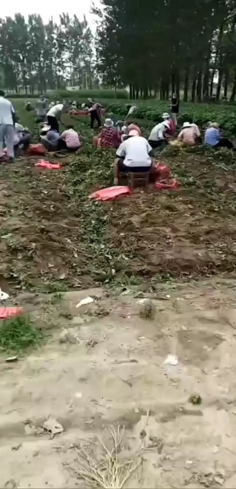 长丰红颜草莓，苗荘根粗，成活率高欢迎采购商实地考察
