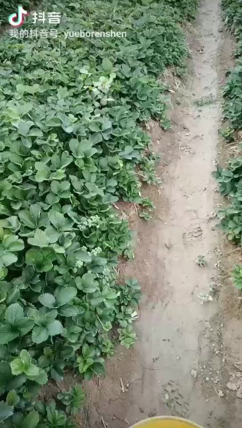 长丰红颜草莓，苗荘根粗，成活率高欢迎采购商实地考察
