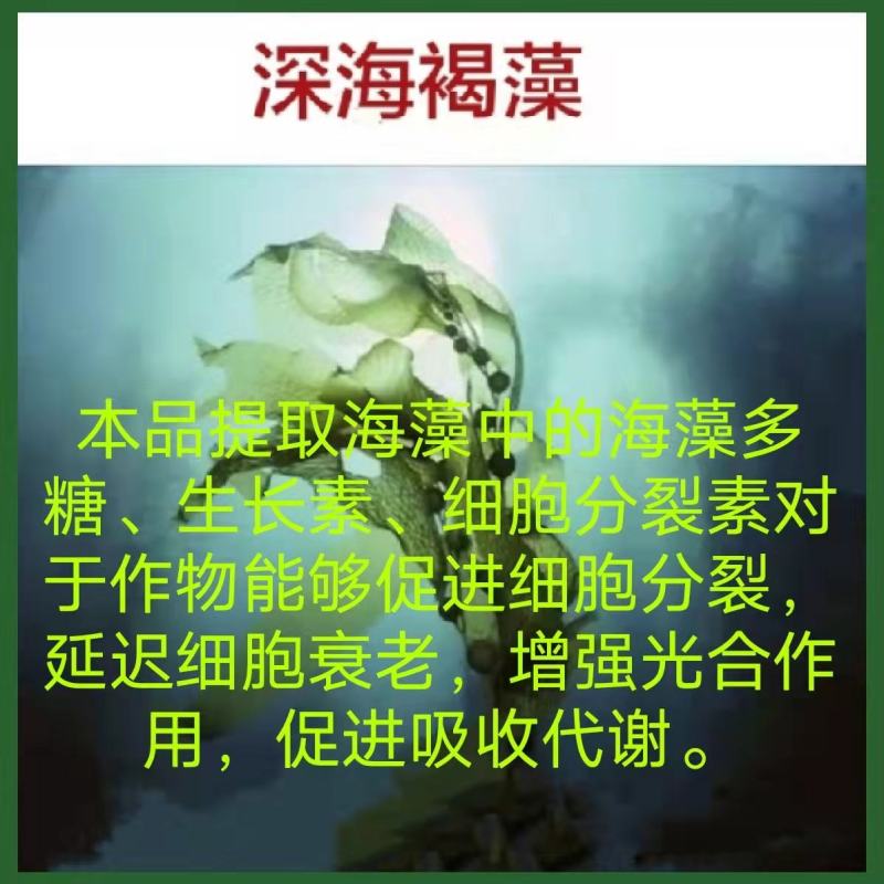 海藻鱼蛋白水溶肥生根壮苗，改良土壤，宝花宝果