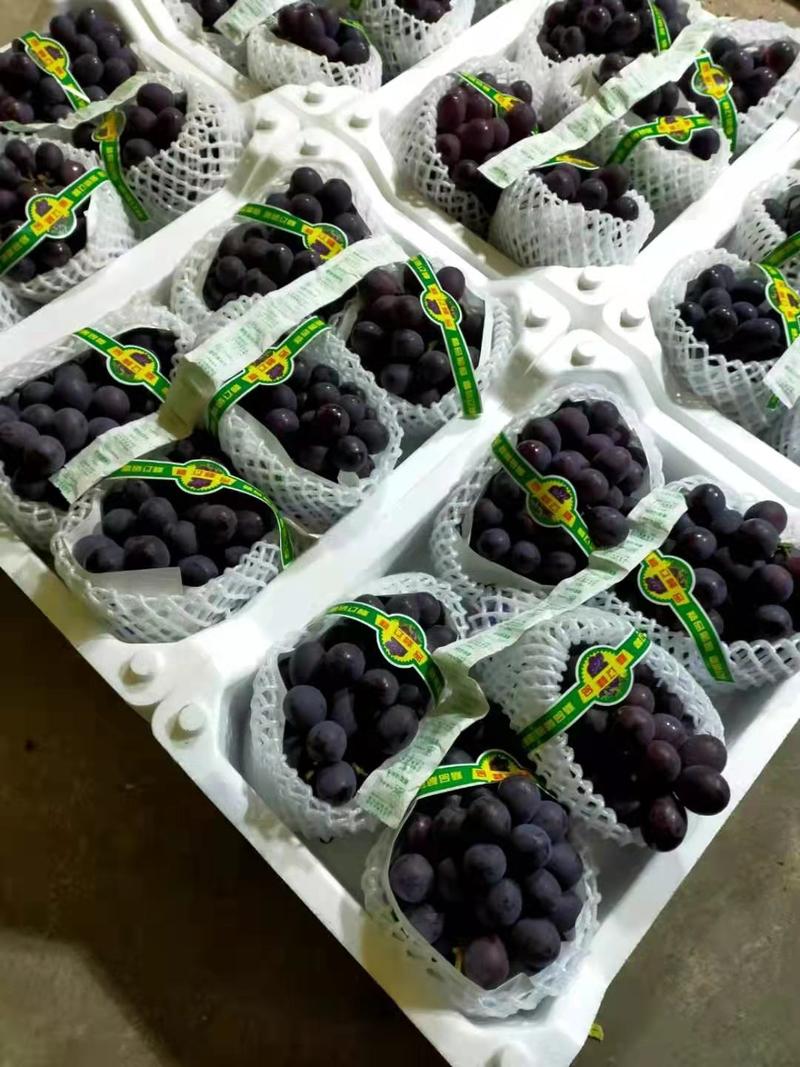 精品葡萄巨峰葡萄产地直发大量供应价格美丽欢迎咨询