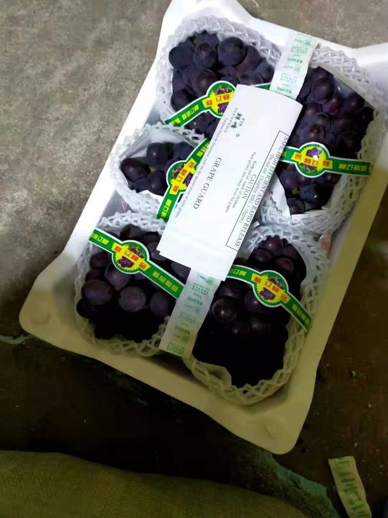精品葡萄巨峰葡萄产地直发大量供应价格美丽欢迎咨询