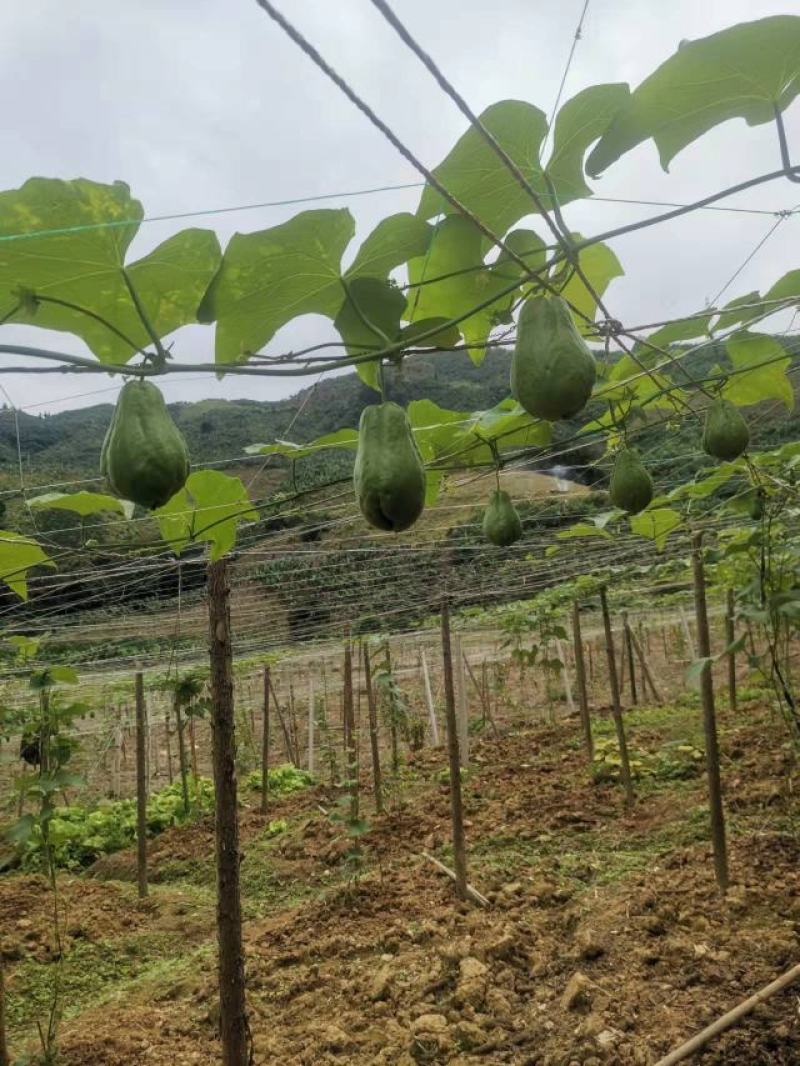 热卖中，云南红河州河口，佛手瓜已经上市上市了