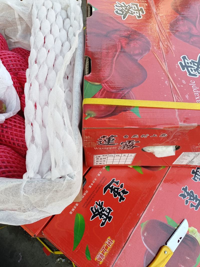 批发【莲雾】国产品质海南农货一手货源直销批发价实惠