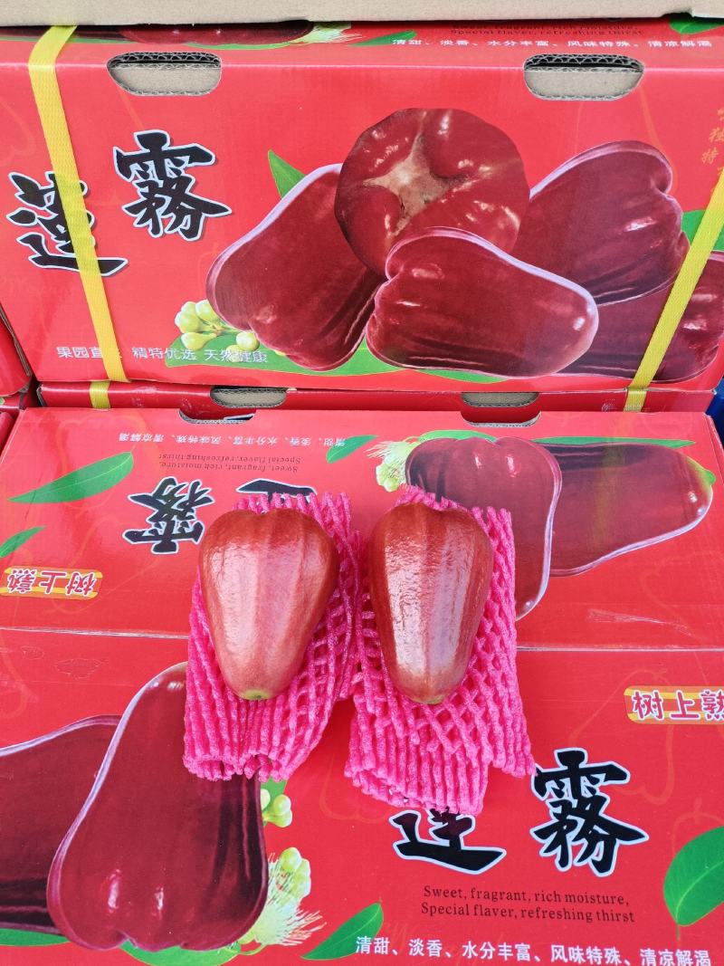 批发【莲雾】国产品质海南农货一手货源直销批发价实惠