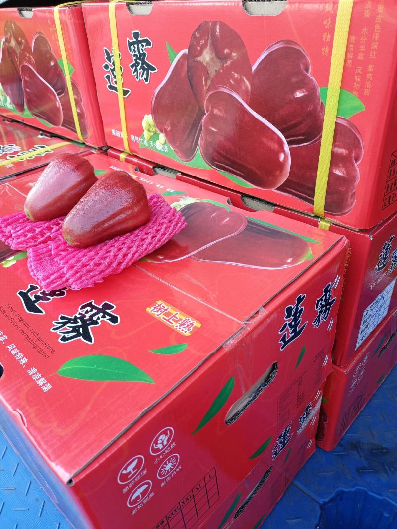 批发【莲雾】国产品质海南农货一手货源直销批发价实惠