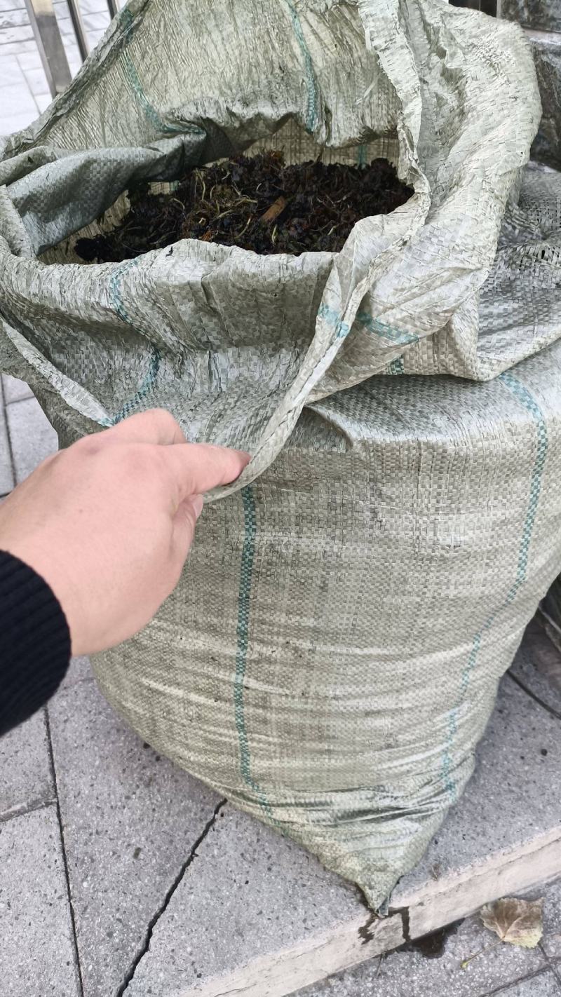 菹草菹草种子各种沉水植物种植大量供应瑞荷水生植物