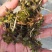 菹草菹草种子各种沉水植物种植大量供应瑞荷水生植物