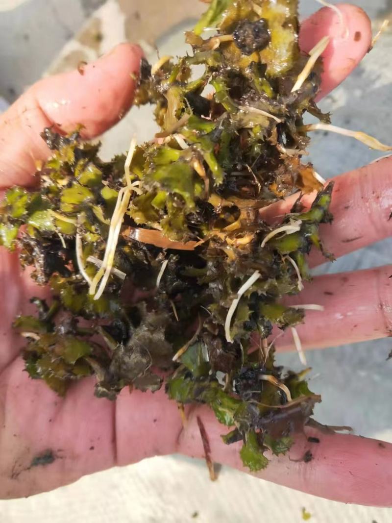 菹草菹草种子各种沉水植物种植大量供应瑞荷水生植物