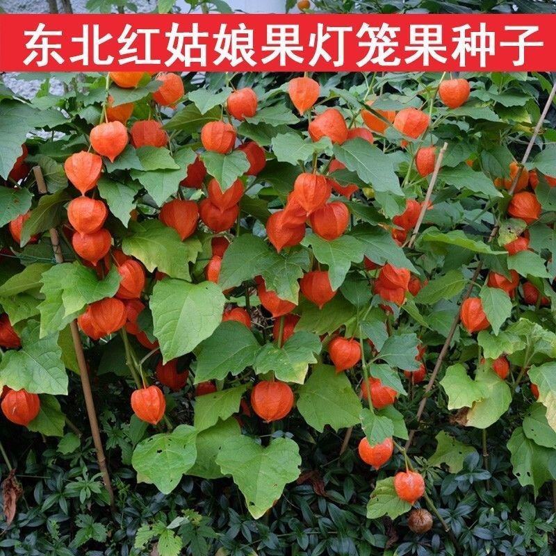 红灯笼种子红菇娘挂金灯锦灯笼酸浆果盆栽水果嫁接种子