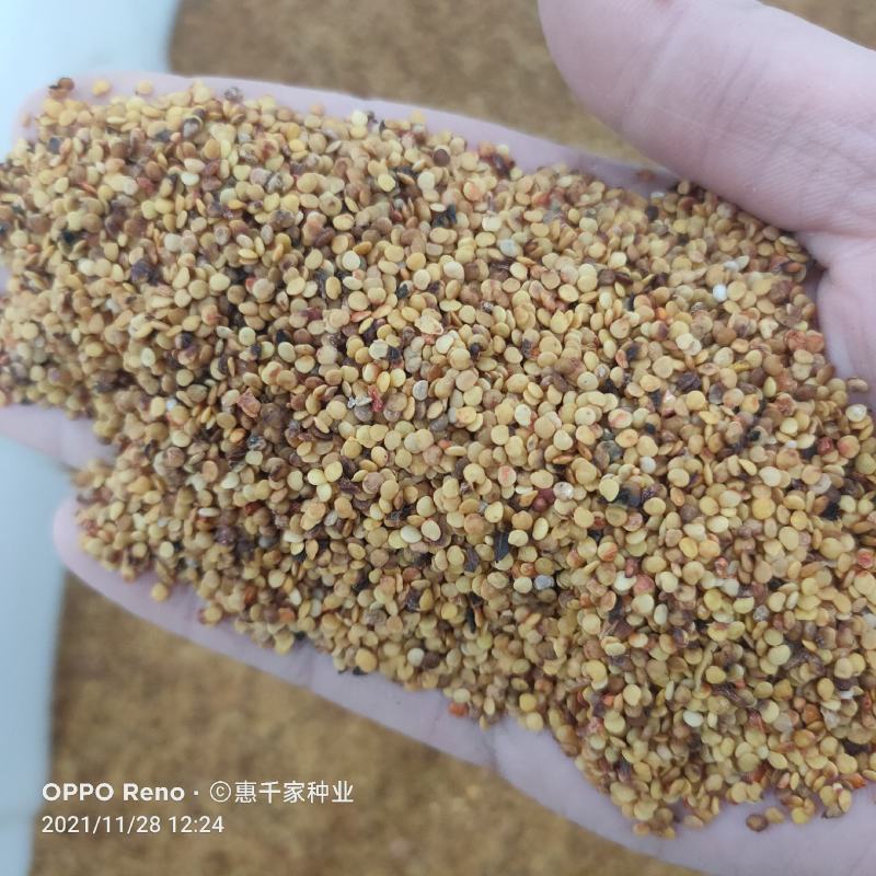 红灯笼种子红菇娘挂金灯锦灯笼酸浆果盆栽水果嫁接种子