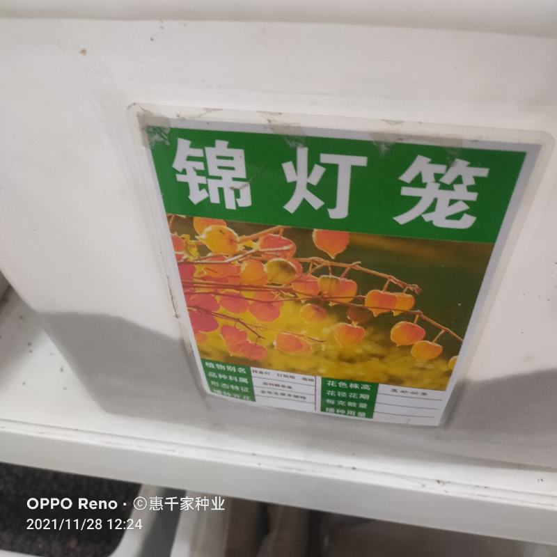 红灯笼种子红菇娘挂金灯锦灯笼酸浆果盆栽水果嫁接种子