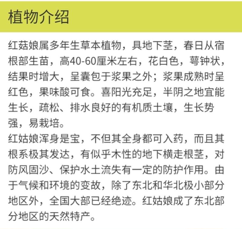 红灯笼种子红菇娘挂金灯锦灯笼酸浆果盆栽水果嫁接种子