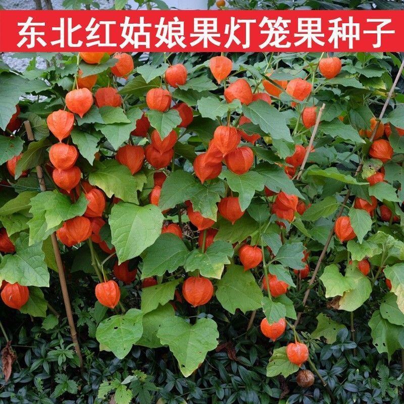 红灯笼种子红菇娘挂金灯锦灯笼酸浆果盆栽水果嫁接种子
