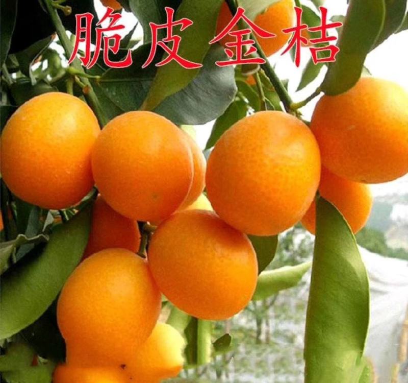 嫁接四季脆皮金桔甜甜的四季结果脆脆甜甜