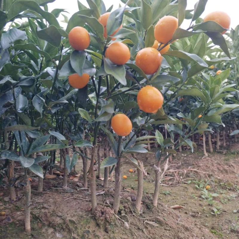 嫁接四季脆皮金桔甜甜的四季结果脆脆甜甜