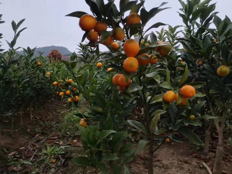 嫁接四季脆皮金桔甜甜的四季结果脆脆甜甜