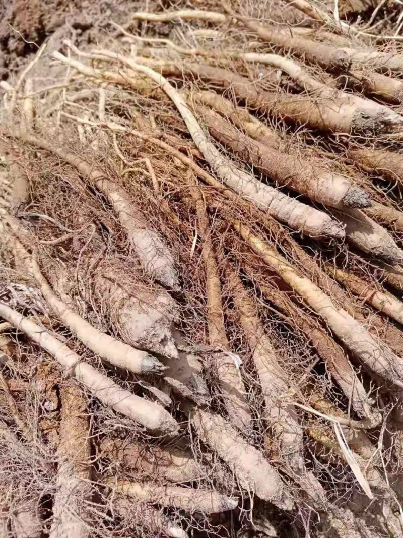 木香苗，自己种子自己育苗，育出好云木香苗，提供种技术