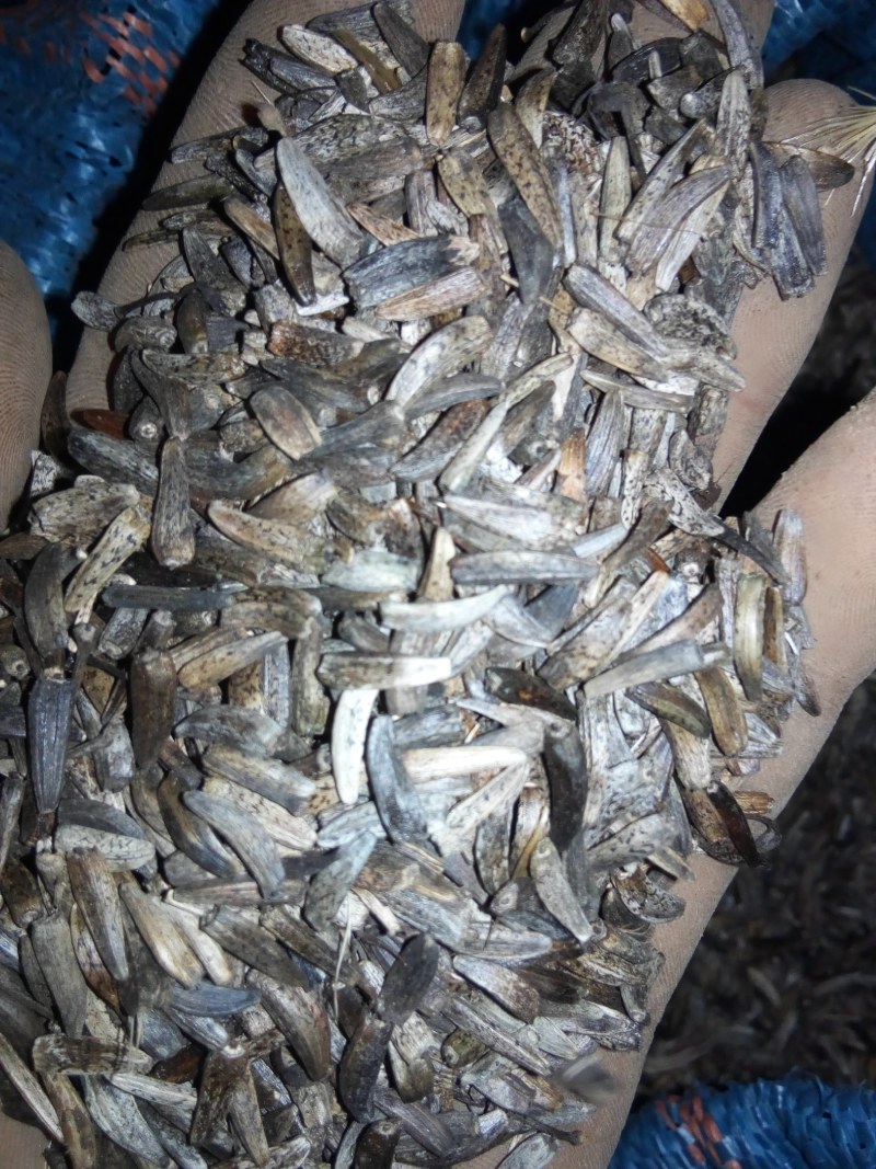 木香苗，自己种子自己育苗，育出好云木香苗，提供种技术