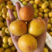 杏树苗荷兰香蜜杏现挖现发品种纯正保证成活率