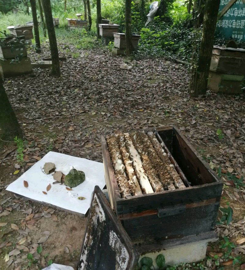 【热卖】土蜂蜜，口感纯正无污染无添加，纯度高，各地电商供