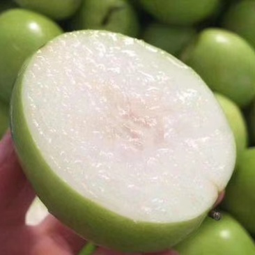台湾大青枣牛奶苹果枣嫁接苗清脆甜口