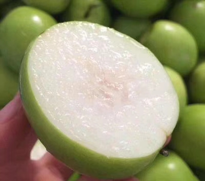 台湾大青枣牛奶苹果枣嫁接苗清脆甜口