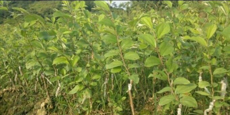 台湾大青枣牛奶苹果枣嫁接苗清脆甜口
