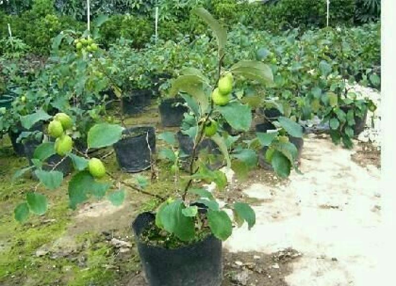 台湾大青枣牛奶苹果枣嫁接苗清脆甜口