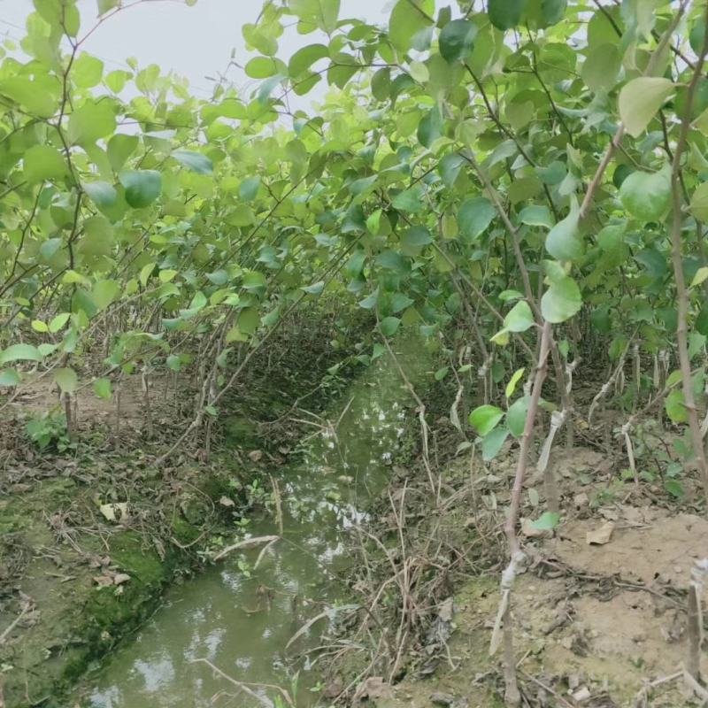 台湾大青枣牛奶苹果枣嫁接苗清脆甜口