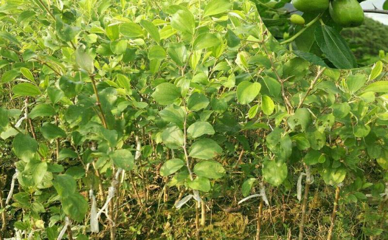 台湾大青枣牛奶苹果枣嫁接苗清脆甜口
