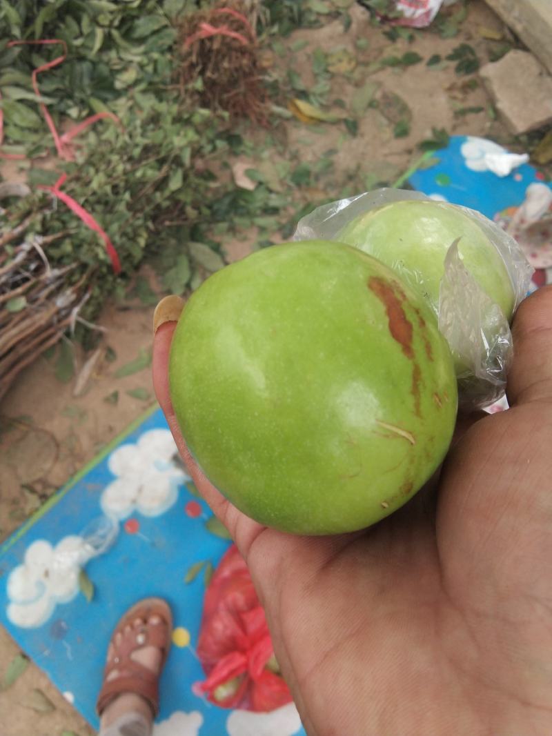 台湾大青枣牛奶苹果枣嫁接苗清脆甜口