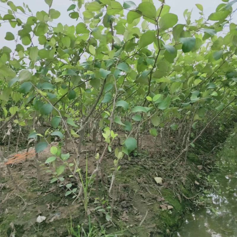 台湾大青枣牛奶苹果枣嫁接苗清脆甜口