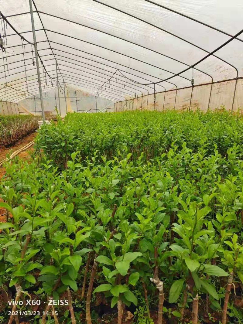 台湾大青枣牛奶苹果枣嫁接苗清脆甜口