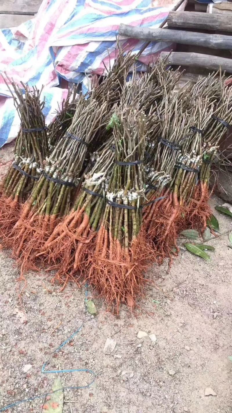 台湾大青枣牛奶苹果枣嫁接苗清脆甜口