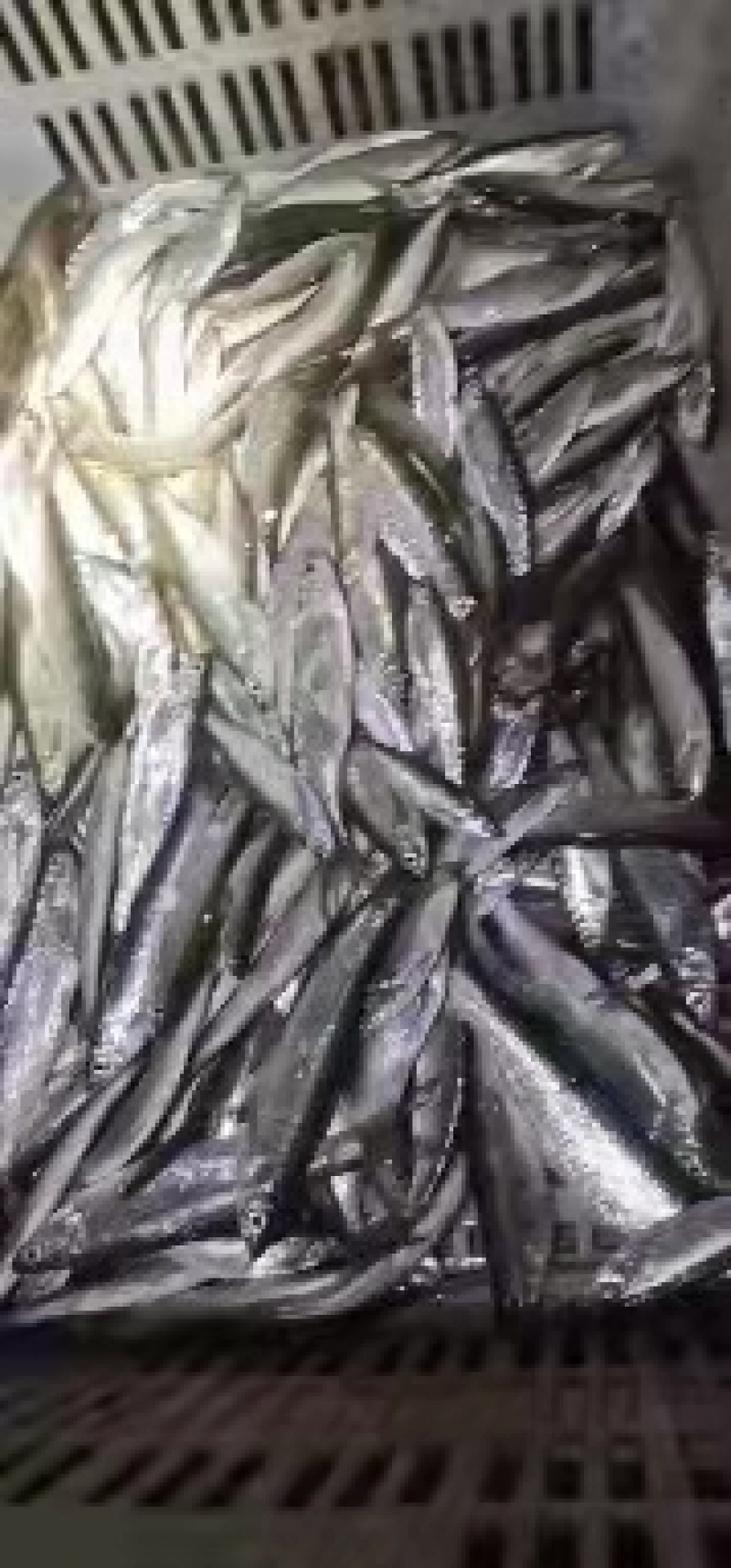 【发货中】油炸鱼，油炸白条，蓝刀，诚信买卖，质量保证