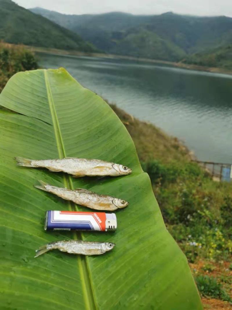 【发货中】油炸鱼，油炸白条，蓝刀，诚信买卖，质量保证