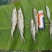 【发货中】油炸鱼，油炸白条，蓝刀，诚信买卖，质量保证